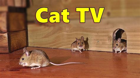 cat and mouse episodes